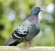 Bird Dropping 'Pigeon Guano' Licensed Removal