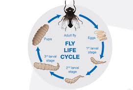 Maggots Granular Fly Larvacide 10Kg | Flies on Farm | Pig Poultry & Livestock