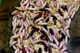 Maggots Granular Fly Larvacide 500g | Flies on Farm | Pig Poultry & Livestock