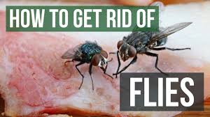 Maggots Granular Fly Larvacide 500g | Flies on Farm | Pig Poultry & Livestock