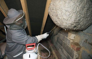 Wasp Nest Removal / Treatment