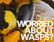 Wasp Nest Removal / Treatment