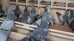 Virkon S 50g Disinfectant Sachet for Pigeons Poultry Farming