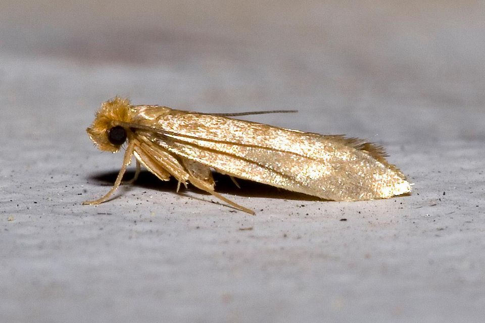 Carpet Beetle & Moth Killer - 500ml RTU