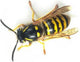Eradisect Wasp Trap & Lure