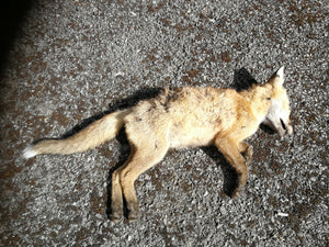 Dead Wildlife (e.g. Fox) Carcass Removal & Sanitisation | Ecologica.ie