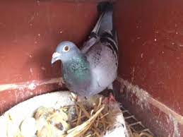 Virkon S 50g Disinfectant Sachet for Pigeons Poultry Farming