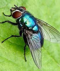 Twenty One Fly Control Wettable Powder (WP) 250g | Control flies on fa ...