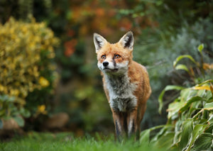 SCOOT Fox Repellent 2 x 50g (Ecologica.ie)