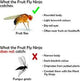Fruit Fly Biology by ecologica.ie
