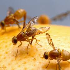 Fruit Fly Ninja Organic Non-Toxic Traps