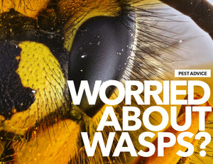 Ecologica Wasp Dome Trap & Lure